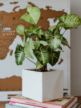 matera-en-ceramica-para-plantas-de-interior-decoracion-jardineria-en-casa-cuidado-de-plantas-habibi-plantitas.jpg